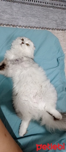 Scottish Fold, Kedi  Bihter fotoğrafı
