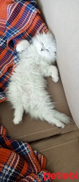 Scottish Fold, Kedi  Bihter fotoğrafı