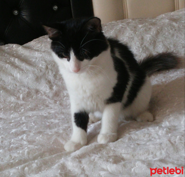 Tekir Kedi, Kedi  yaşam fotoğrafı