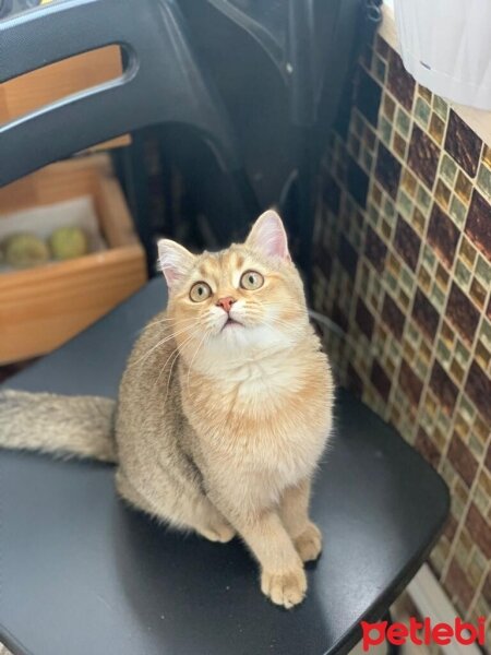 British Shorthair, Kedi  Rosie fotoğrafı