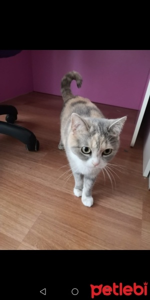 Scottish Fold, Kedi  Pamuk fotoğrafı
