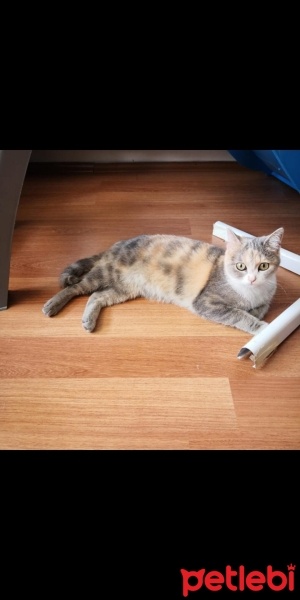 Scottish Fold, Kedi  Pamuk fotoğrafı