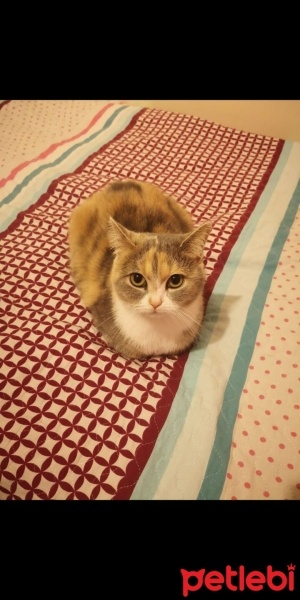 Scottish Fold, Kedi  Pamuk fotoğrafı