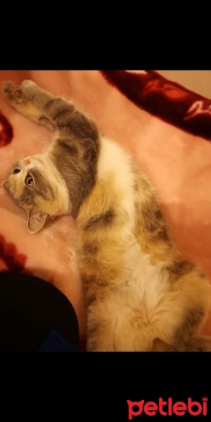 Scottish Fold, Kedi  Pamuk fotoğrafı