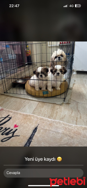 Shih Tzu, Köpek  Köpek fotoğrafı