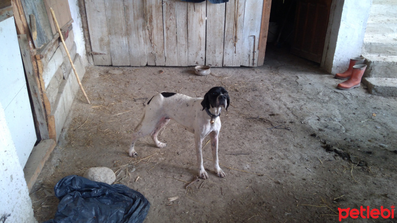 Pointer, Köpek  Linda fotoğrafı