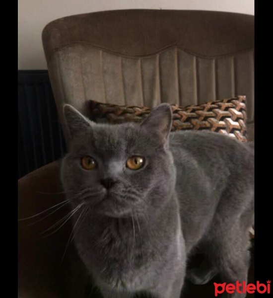 British Shorthair, Kedi  Duman fotoğrafı