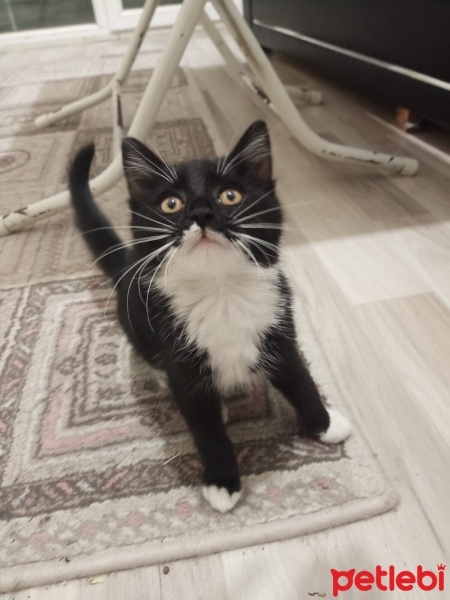 Tekir Kedi, Kedi  Patik fotoğrafı