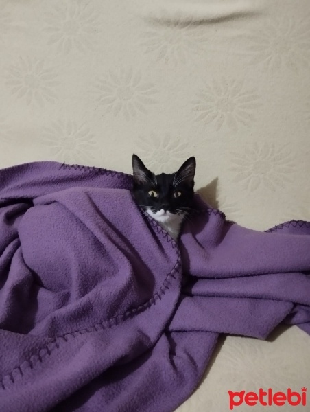 Tekir Kedi, Kedi  Patik fotoğrafı