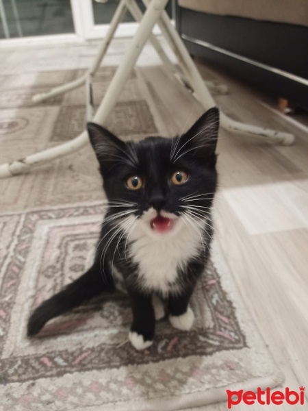 Tekir Kedi, Kedi  Patik fotoğrafı