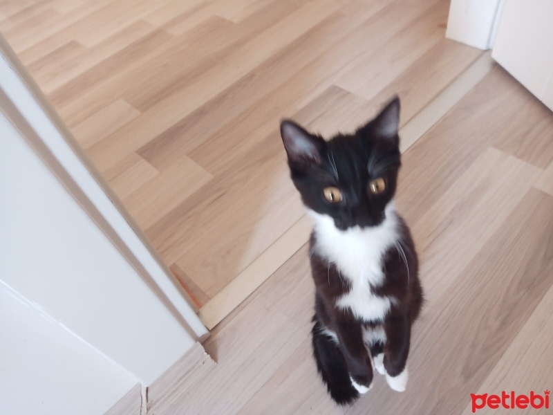 Tekir Kedi, Kedi  Patik fotoğrafı