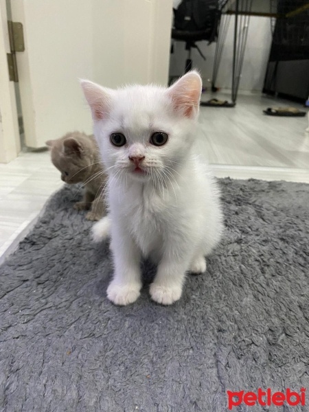 British Shorthair, Kedi  Pamuk fotoğrafı