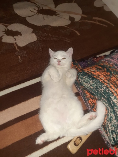British Shorthair, Kedi  Pamuk fotoğrafı
