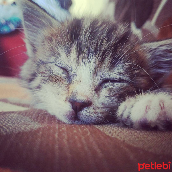 Tekir Kedi, Kedi  Mini fotoğrafı