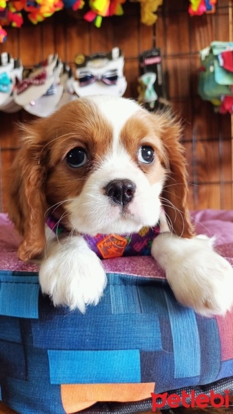 King Charles Spaniel, Köpek  Biber fotoğrafı