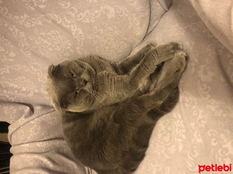 Scottish Fold, Kedi  Duman fotoğrafı