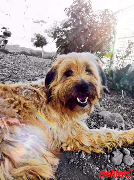 Yorkshire Terrier, Köpek  Tito fotoğrafı