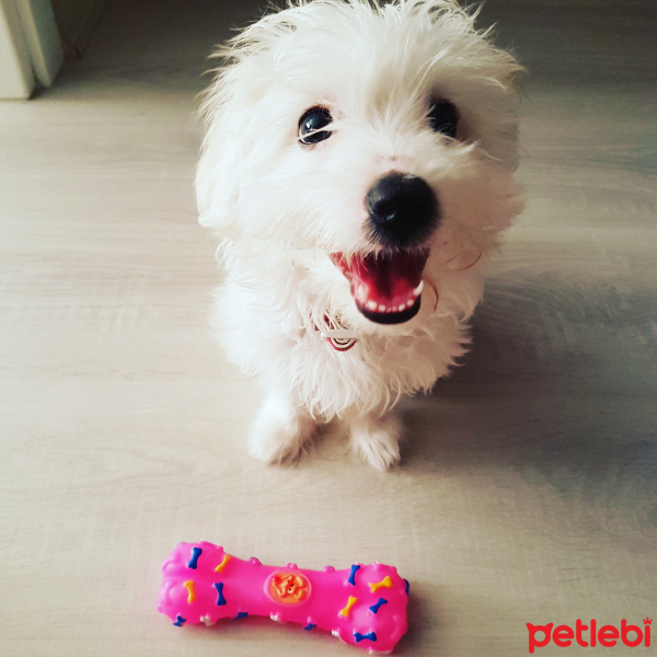 Maltese, Köpek  Maşa fotoğrafı