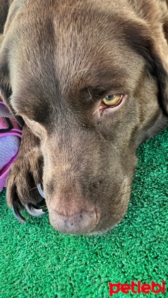 Labrador Retriever, Köpek  Arwen fotoğrafı