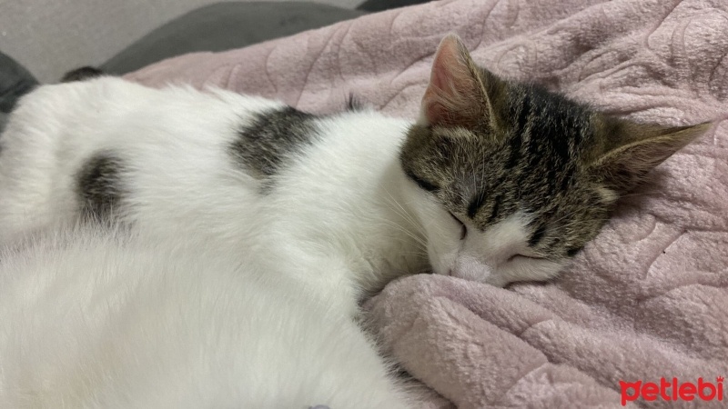 Tekir Kedi, Kedi  Bihter fotoğrafı