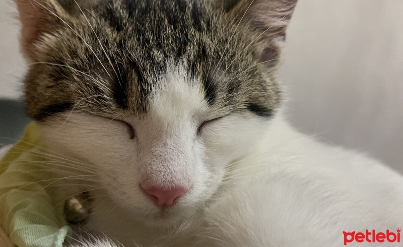 Tekir Kedi, Kedi  Bihter fotoğrafı