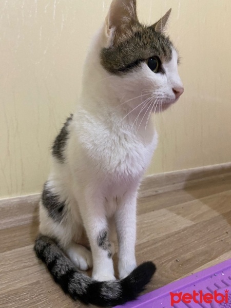 Tekir Kedi, Kedi  Bihter fotoğrafı