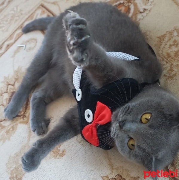British Shorthair, Kedi  Miya fotoğrafı
