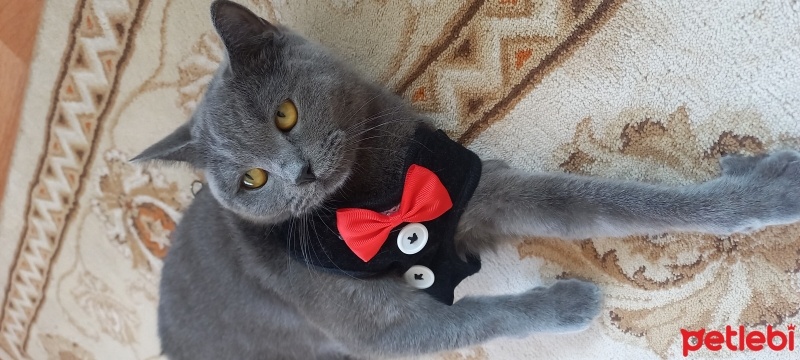 British Shorthair, Kedi  Miya fotoğrafı