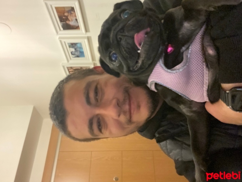 Pug, Köpek  Sushi fotoğrafı