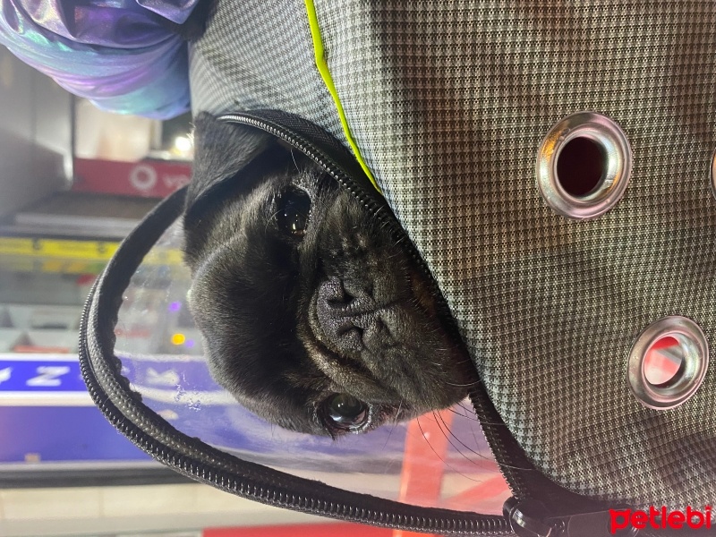 Pug, Köpek  Şükrü fotoğrafı