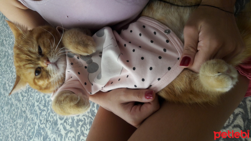 Exotic Shorthair, Kedi  missy fotoğrafı