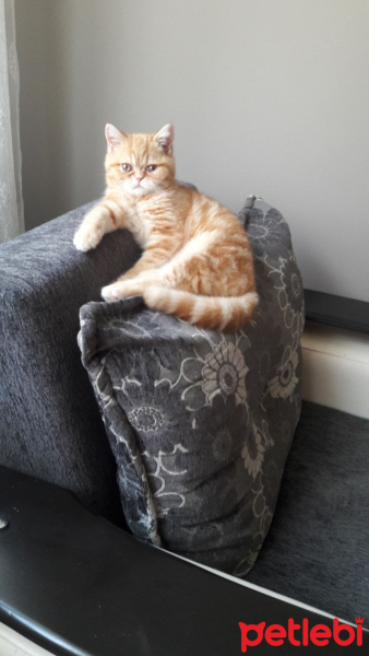 Exotic Shorthair, Kedi  missy fotoğrafı