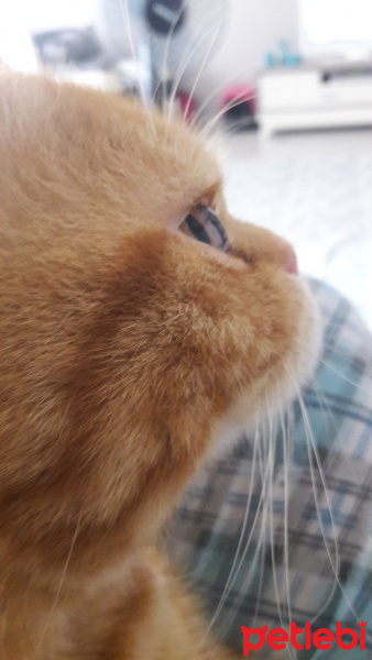 Exotic Shorthair, Kedi  missy fotoğrafı