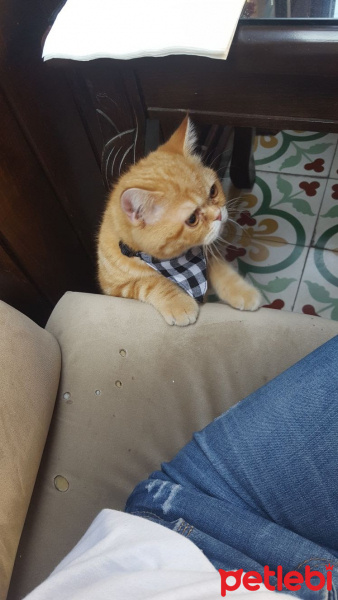 Exotic Shorthair, Kedi  missy fotoğrafı