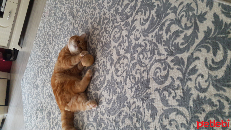 Exotic Shorthair, Kedi  missy fotoğrafı
