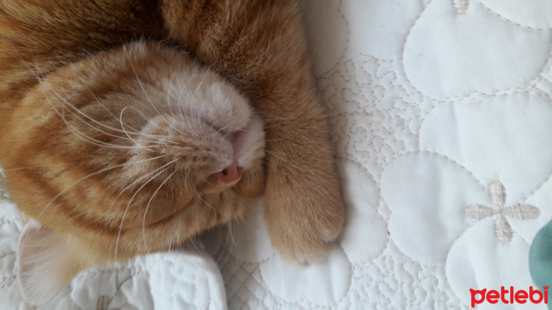 Exotic Shorthair, Kedi  missy fotoğrafı