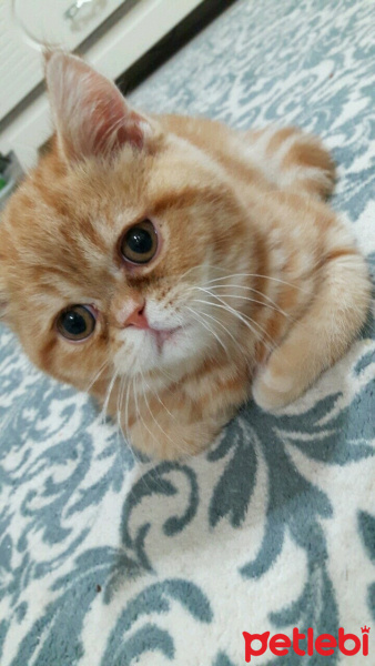 Exotic Shorthair, Kedi  missy fotoğrafı