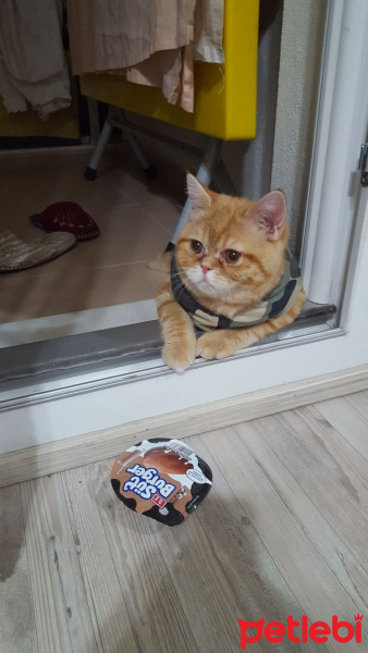 Exotic Shorthair, Kedi  missy fotoğrafı