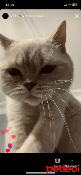 British Shorthair, Kedi  Luna fotoğrafı