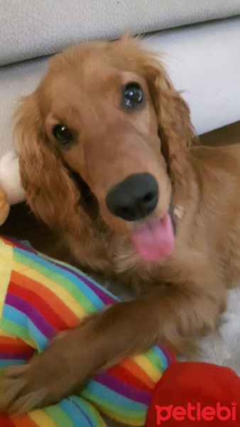 Amerikan Cocker Spaniel, Köpek  çiko fotoğrafı