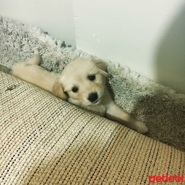 Golden Retriever, Köpek  safari fotoğrafı