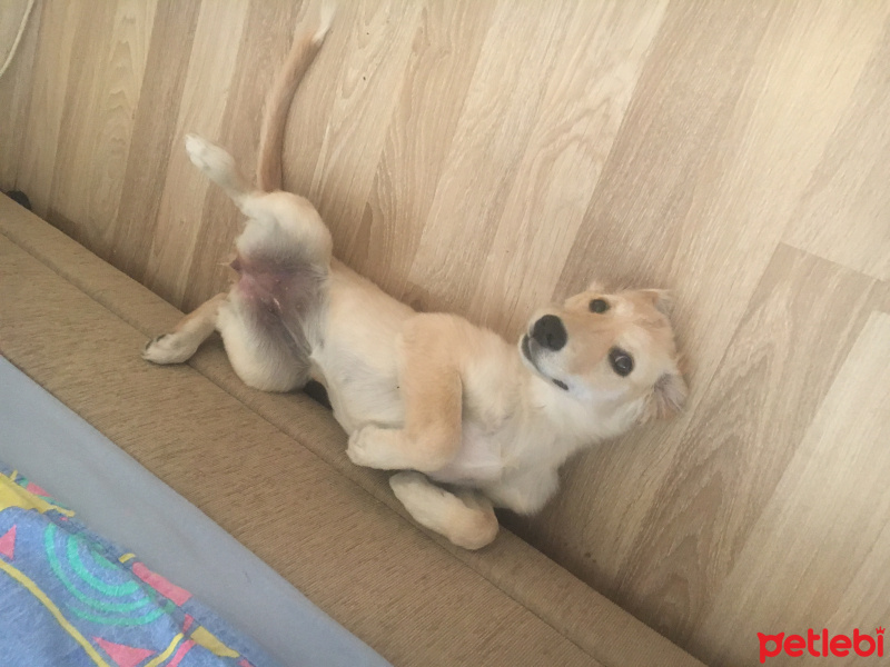 Golden Retriever, Köpek  safari fotoğrafı