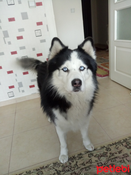 Alaskan Malamute, Köpek  Alex  fotoğrafı