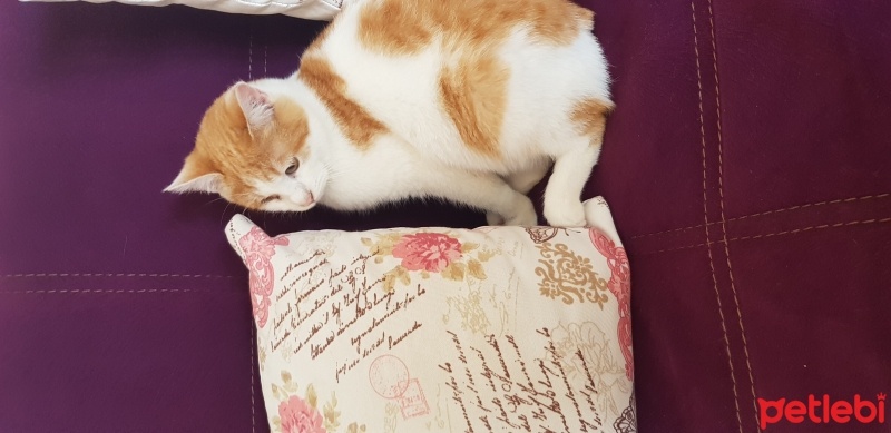 Sarman, Kedi  Çakıl fotoğrafı