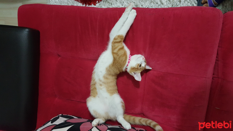 Tekir Kedi, Kedi  Ballı fotoğrafı