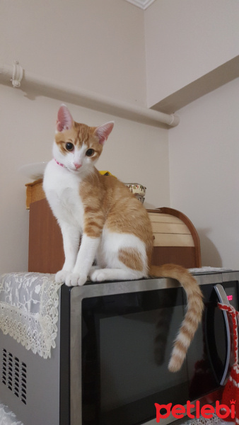 Tekir Kedi, Kedi  Ballı fotoğrafı