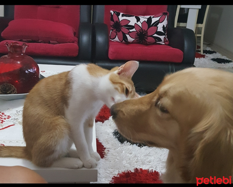 Tekir Kedi, Kedi  Ballı fotoğrafı
