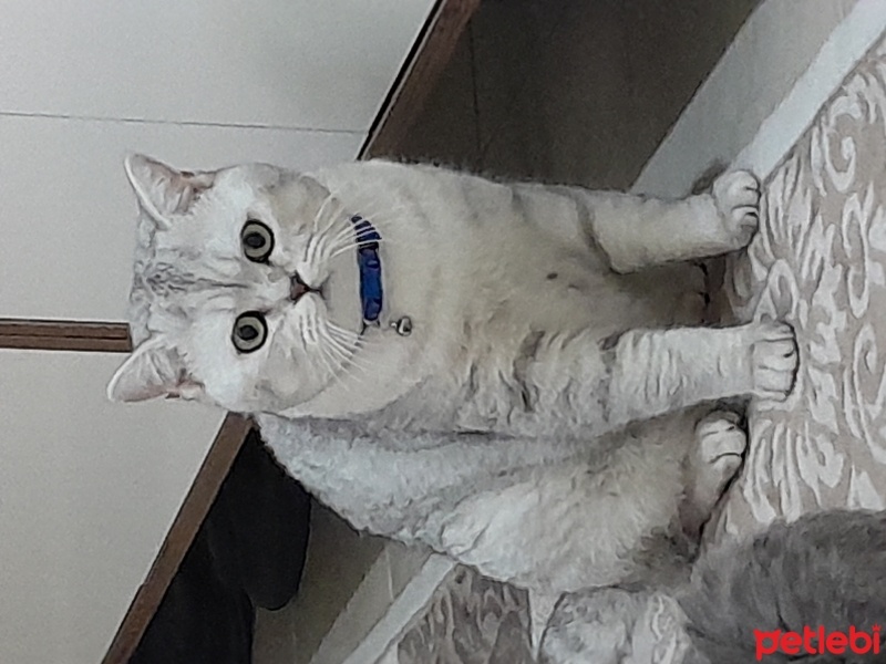 British Shorthair, Kedi  Duman fotoğrafı