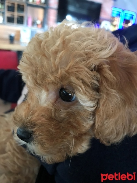 Poodle (Minyatür Kaniş), Köpek  Badem fotoğrafı