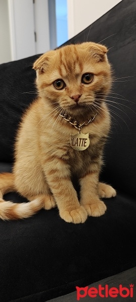 Scottish Fold, Kedi  Latte fotoğrafı
